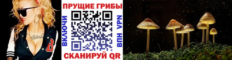 кракен зеркало  Сибай  shop телеграм  Псилоцибиновые грибы Cubensis 